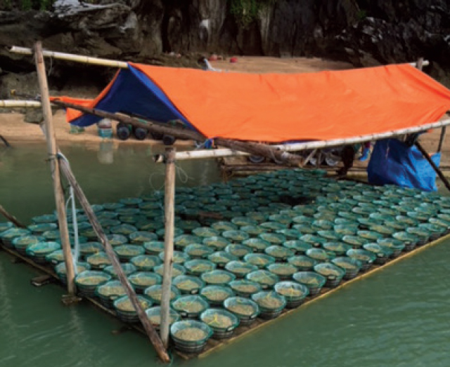 nuôi thương phẩm ngao giá
