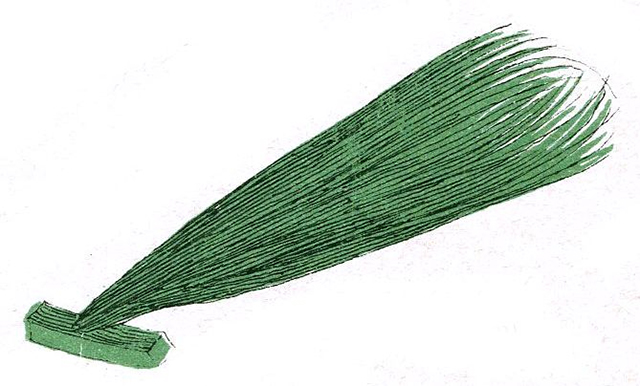 nguồn dinh dưỡng rong lục
