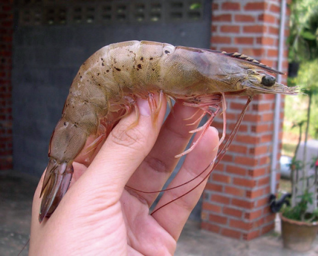 Bệnh đốm đen trên tôm