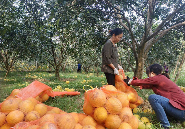 bưởi diễn