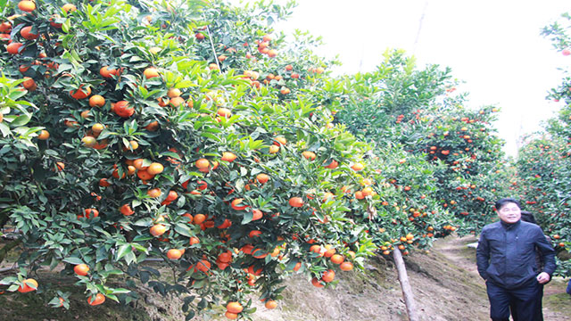 cam ngọt bắc giang