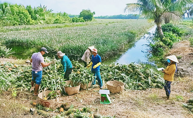 trồng khóm long an