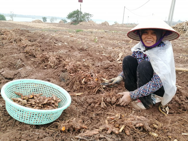 trồng củ nghệ