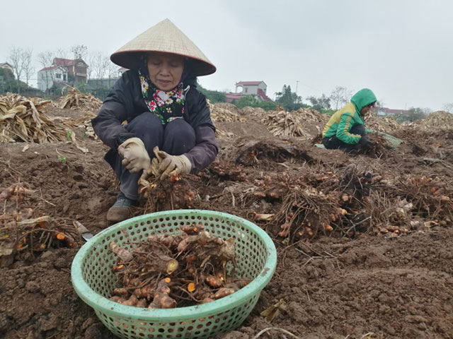 trồng củ nghệ