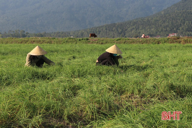 hành tăm