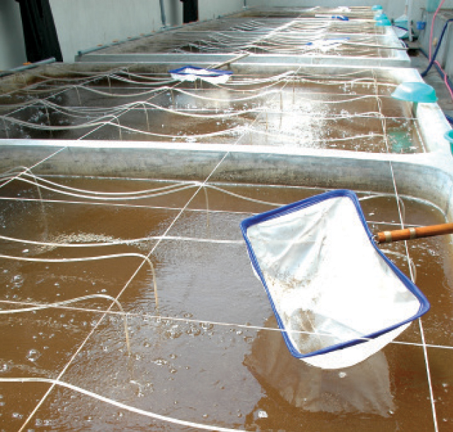 Kỹ thuật ương tôm giống