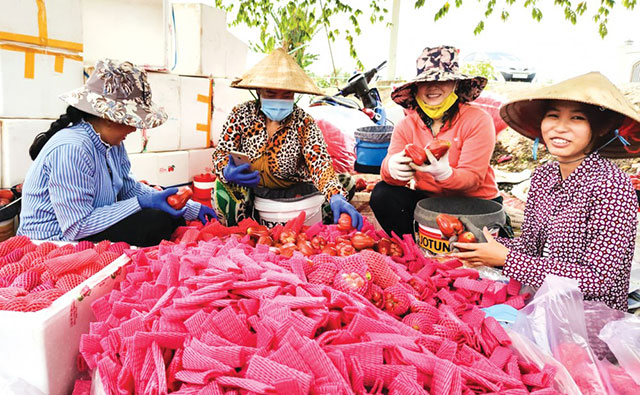 mận an phước