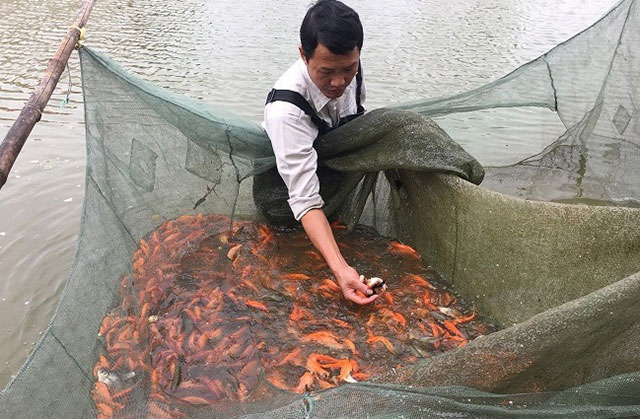 làng cá chép đỏ tân phong