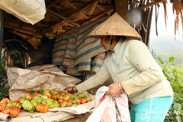 cà chua múi nghệ an