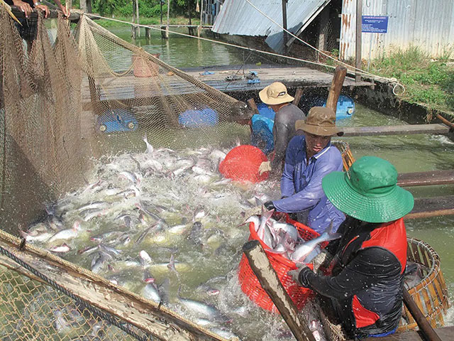 thu hoạch cá tra