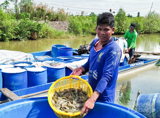 thu hoạch tôm thẻ