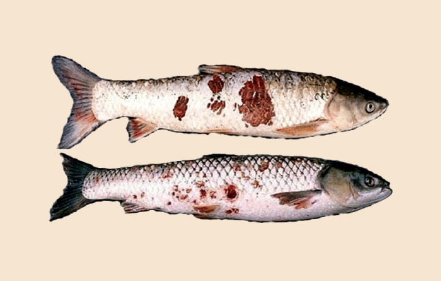bệnh thường gặp trên cá