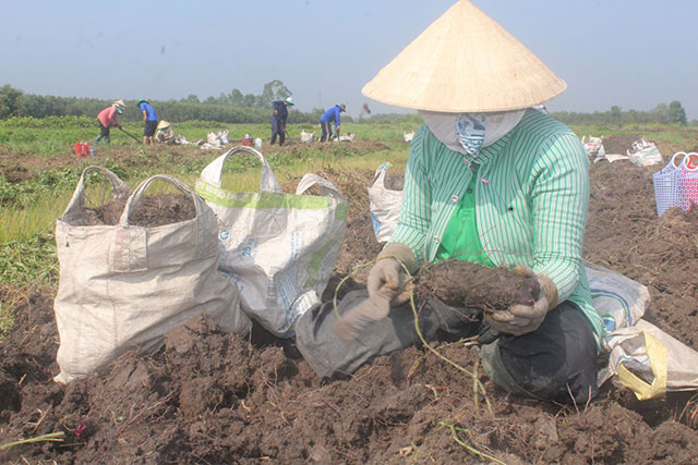 khoai mỡ