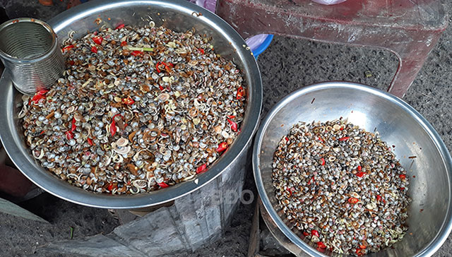 ốc gạo