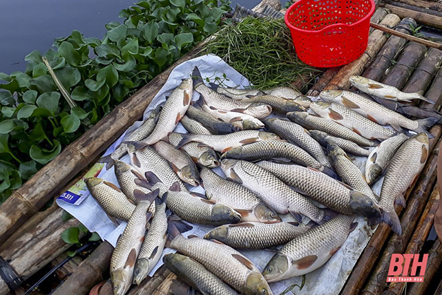 cá chết trên sông mã