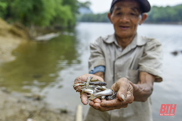 cá chết trên sông mã
