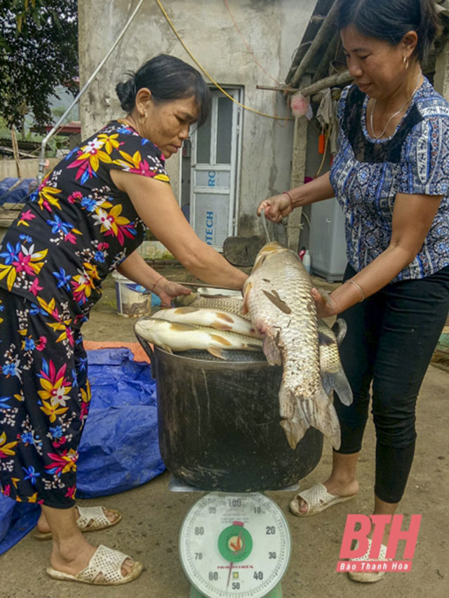 cá chết trên sông mã