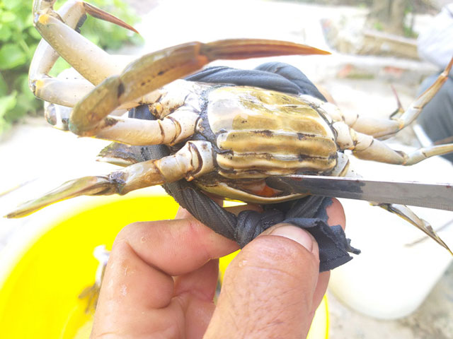 cua gạch cà mau