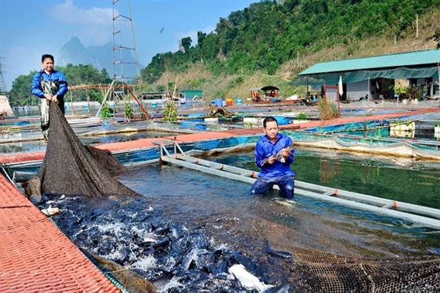 nuôi cá lồng tuyên quang