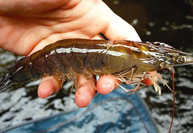 thị trường tôm giống