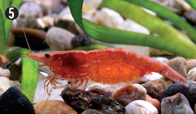 tôm đỏ anh đào