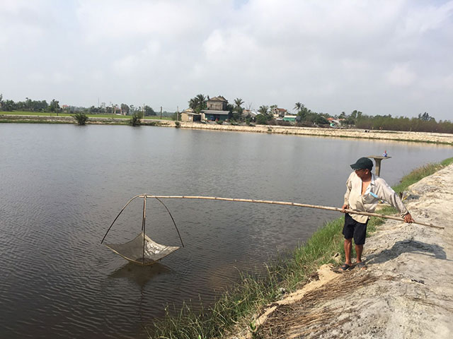 tôm chết