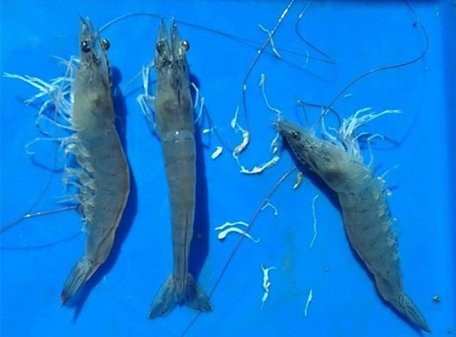 Bệnh đốm trắng trên tôm