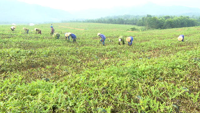 dưa hấu