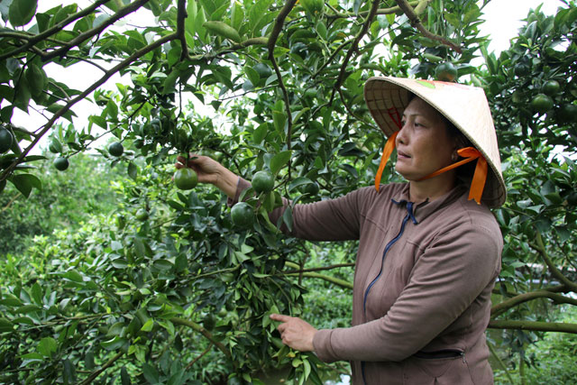 quýt đường lai vung