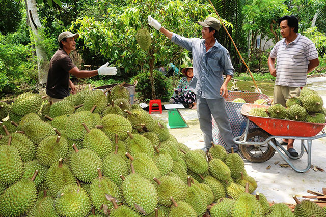 sầu riêng