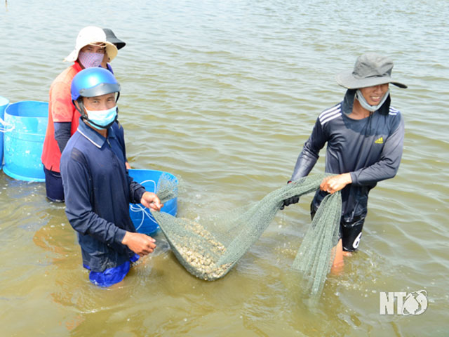 ốc hương
