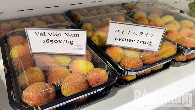 vải thiều bắc giang
