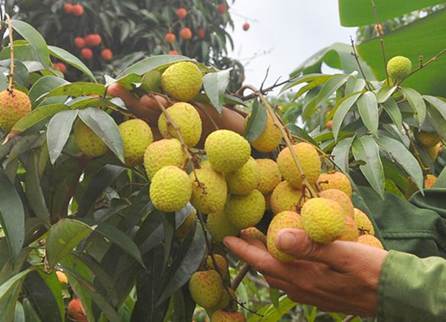 vải thiều