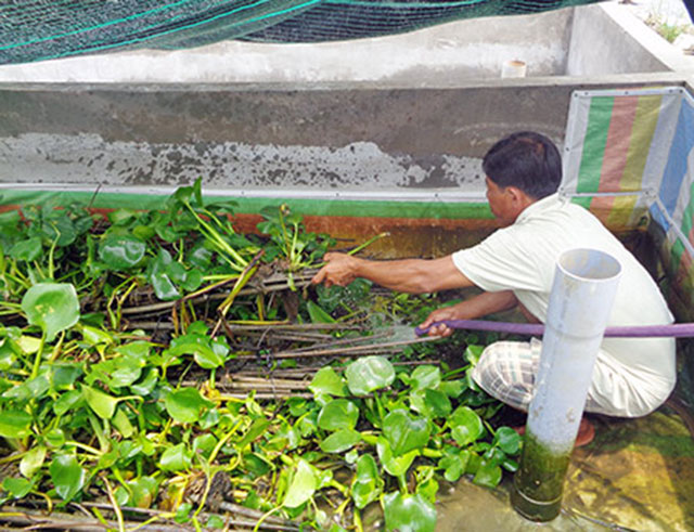 nuôi lươn thương phẩm