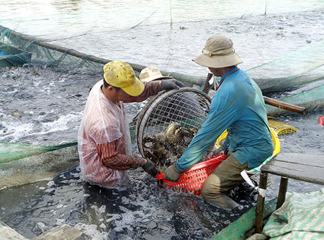 cá rô đầu vuông