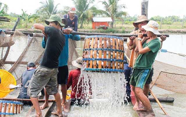 thu hoạch cá tra