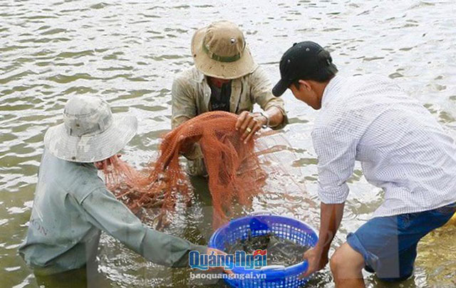 thu hoạch tôm