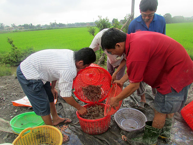 thu hoạch tôm