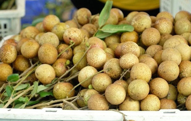 nhãn xuồng cơm vàng