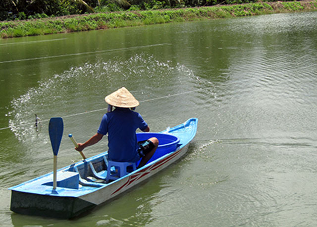 nuôi cá rô đầu vuông