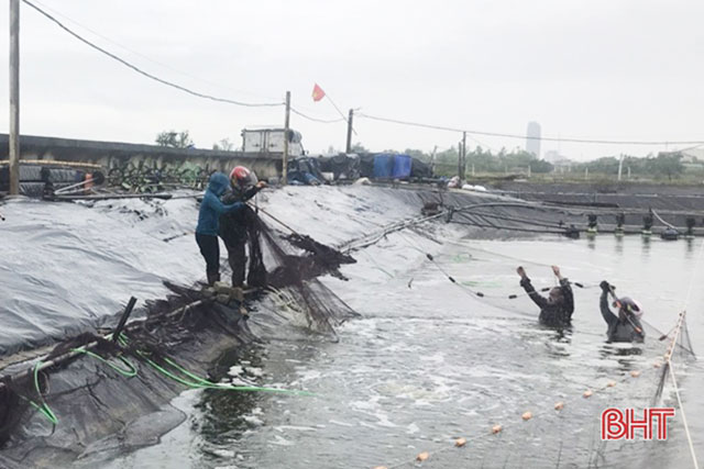 tôm tượng sơn