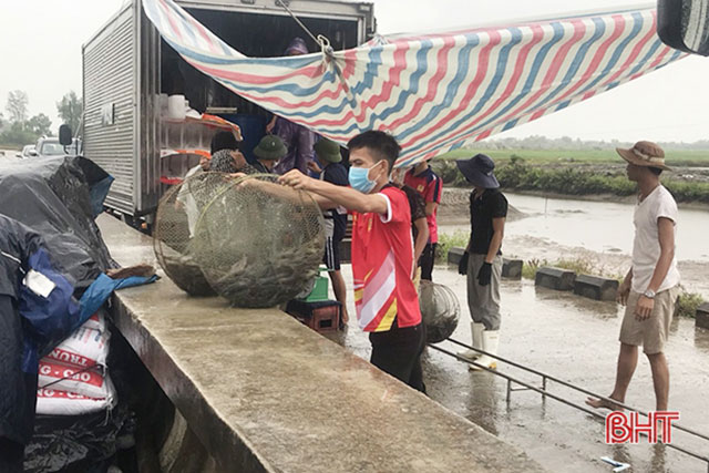 tôm tượng sơn