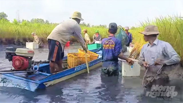 tôm càng xanh