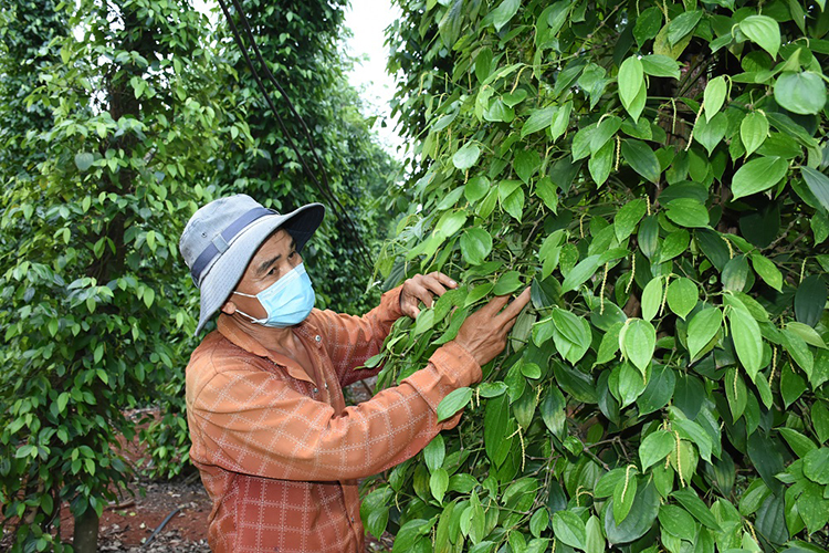 hồ tiêu