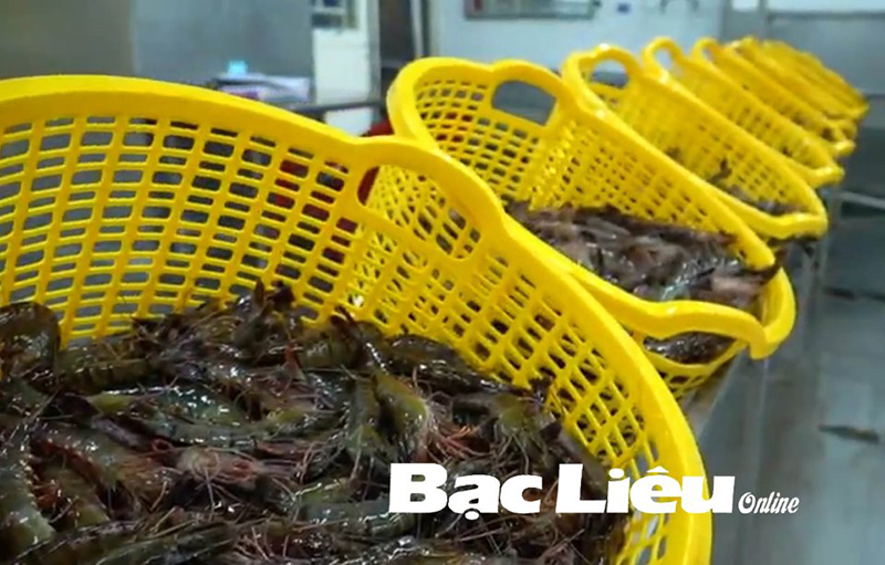 tôm bạc liêu