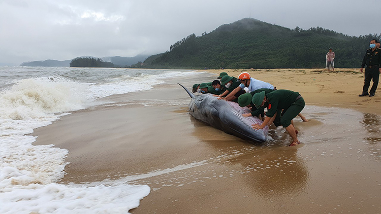 cá voi mắc cạn