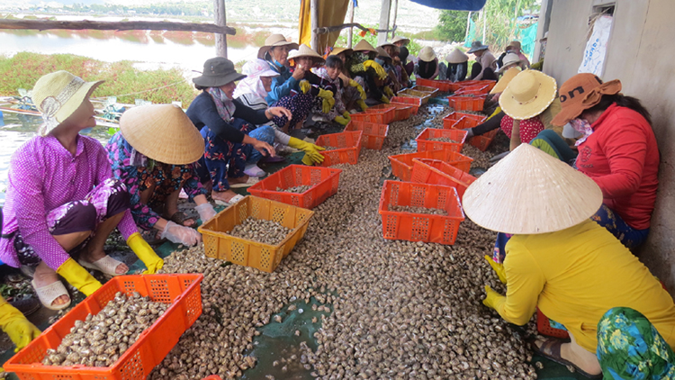 ốc hương