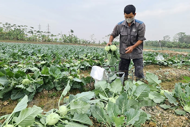 giá rau vụ đông