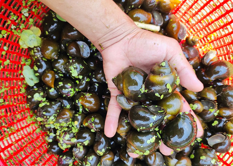 Nuôi ốc nhồi trong bể bạt