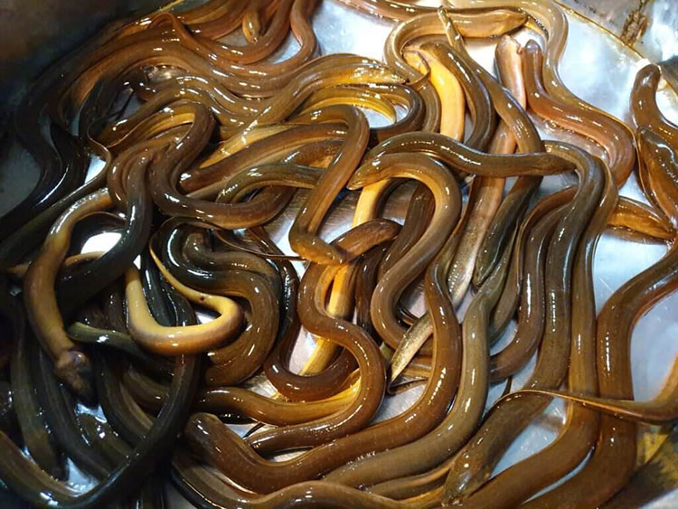 giá lươn
